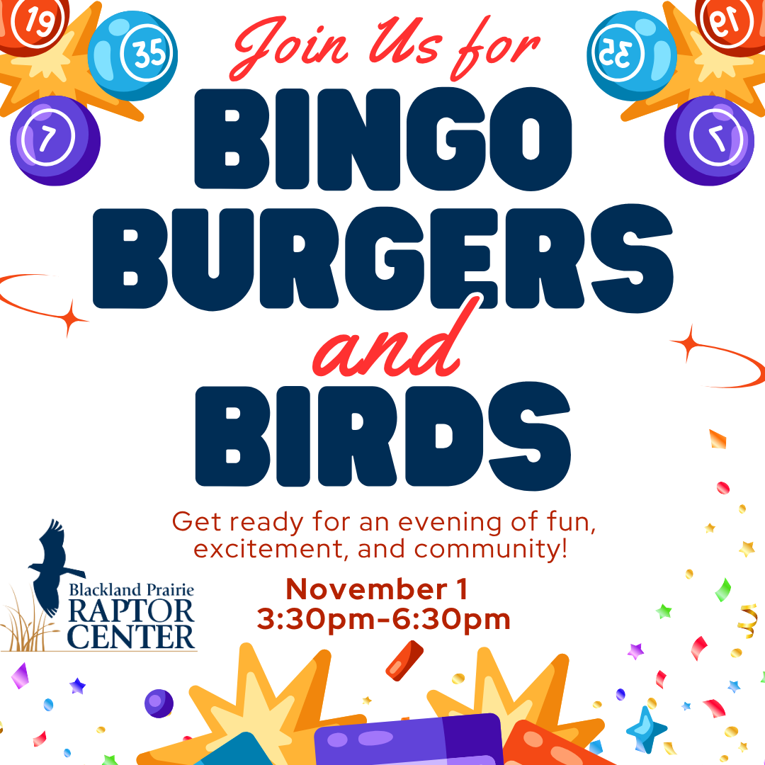Bingo, Burgers, and Birds - logo